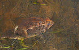 Imagem de Anaxyrus americanus (Holbrook 1836)