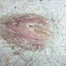 Image of <i>Lovenia cordiformis</i> A. Agassiz 1872