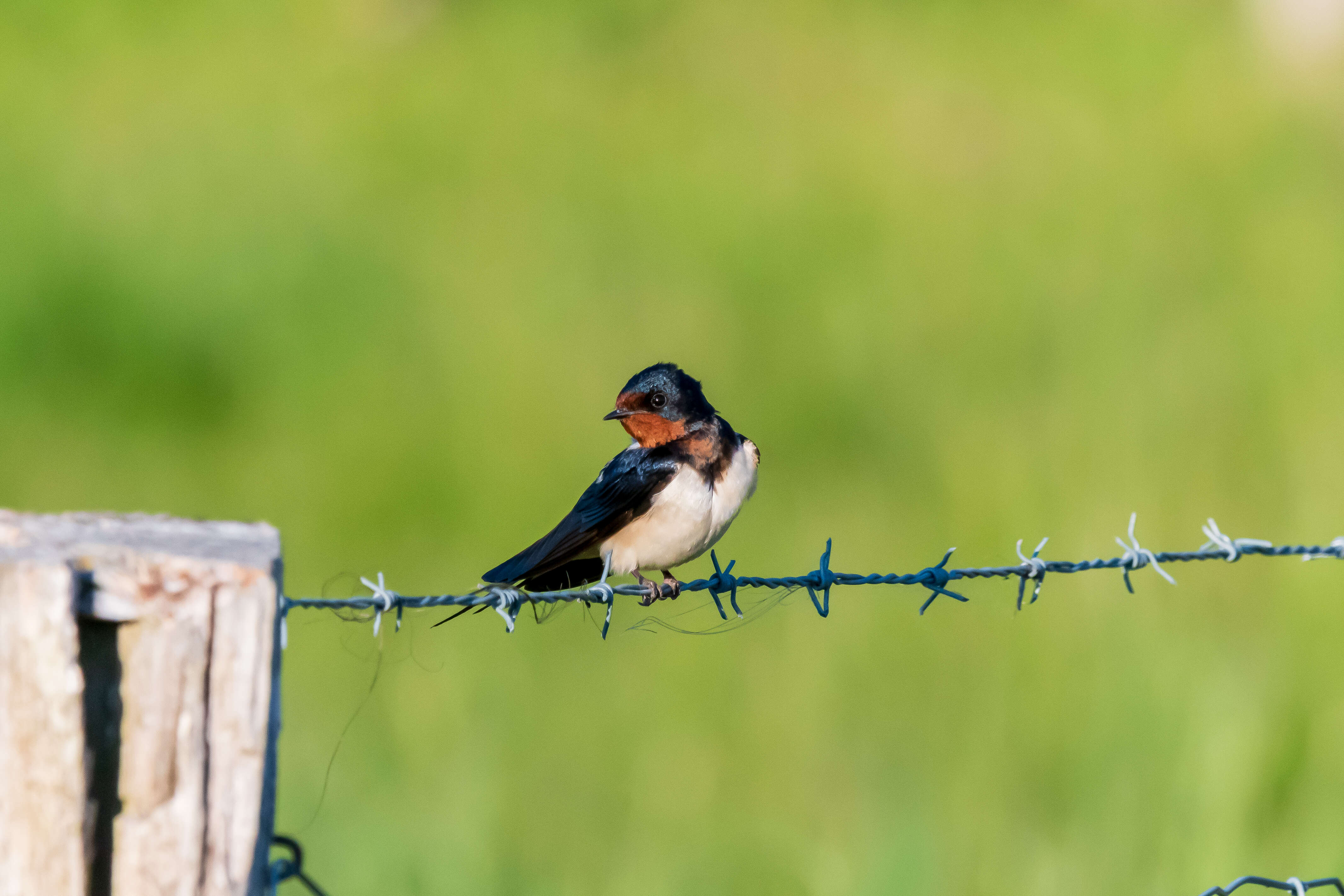 Image of Hirundo Linnaeus 1758