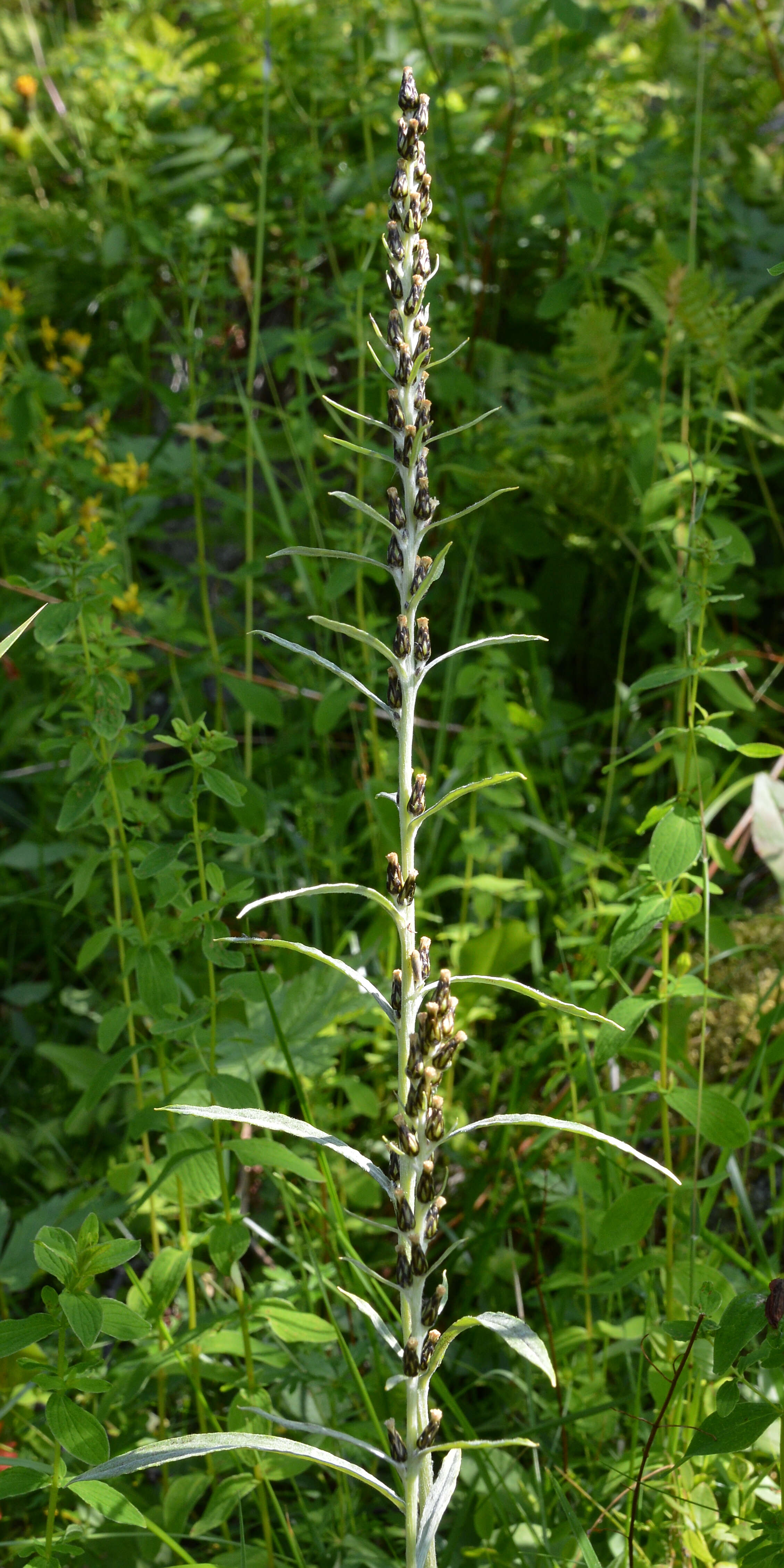 Image of arctic cudweed