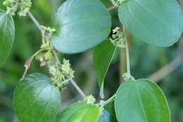 Image of Indian Jujube