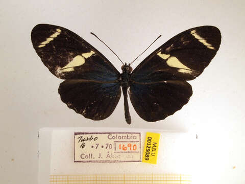 Image of Heliconius sara Fabricius 1793