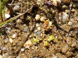 Image of water pygmyweed