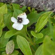 Image of Bunchberry