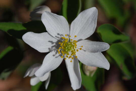 Image of Rue-Anemone