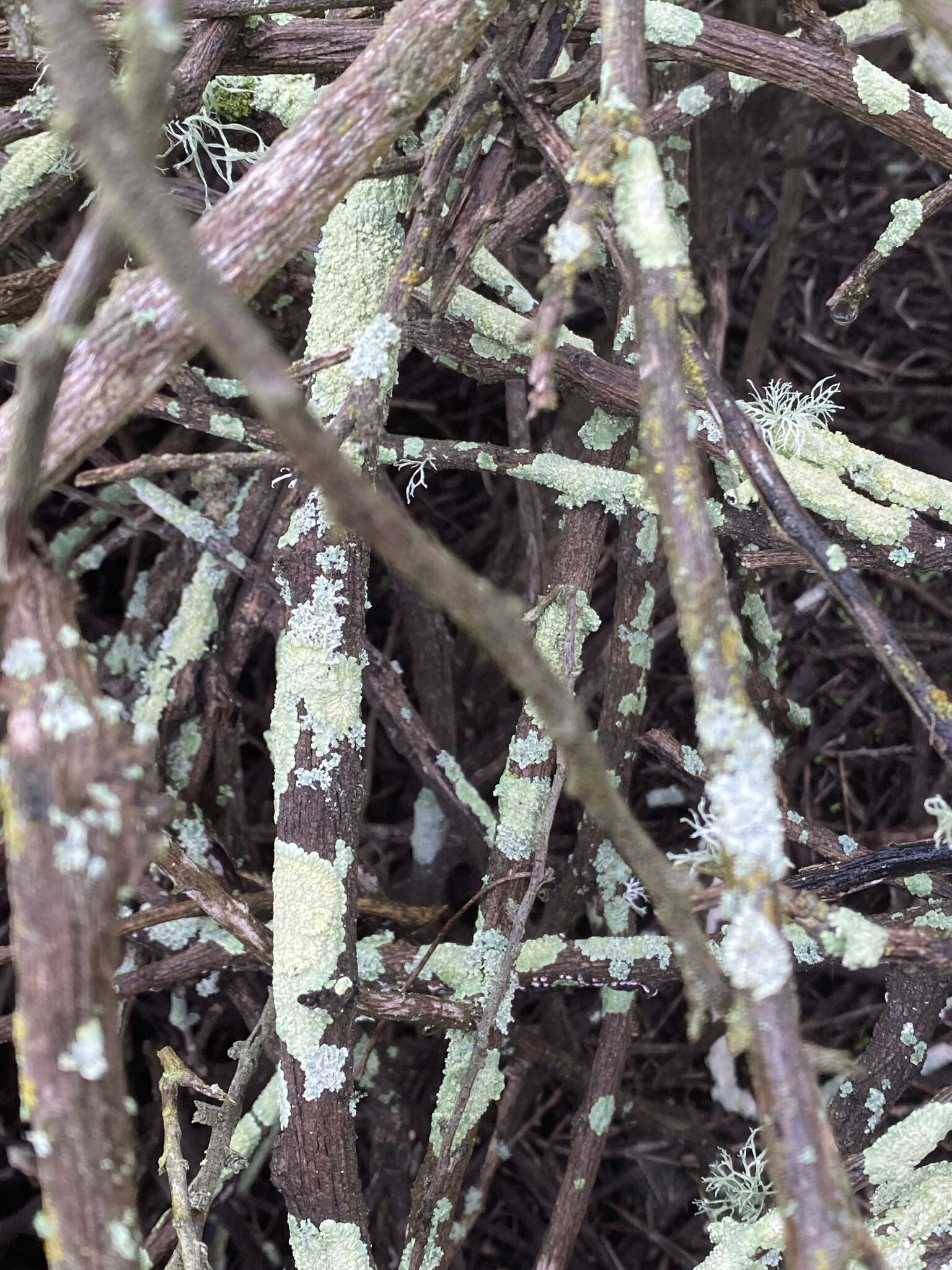 Image of farinose cartilage lichen