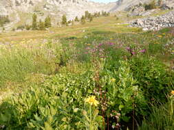 Image of hairy arnica