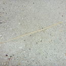 Image of elongated sea pen