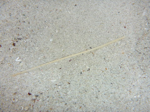 Image of elongated sea pen