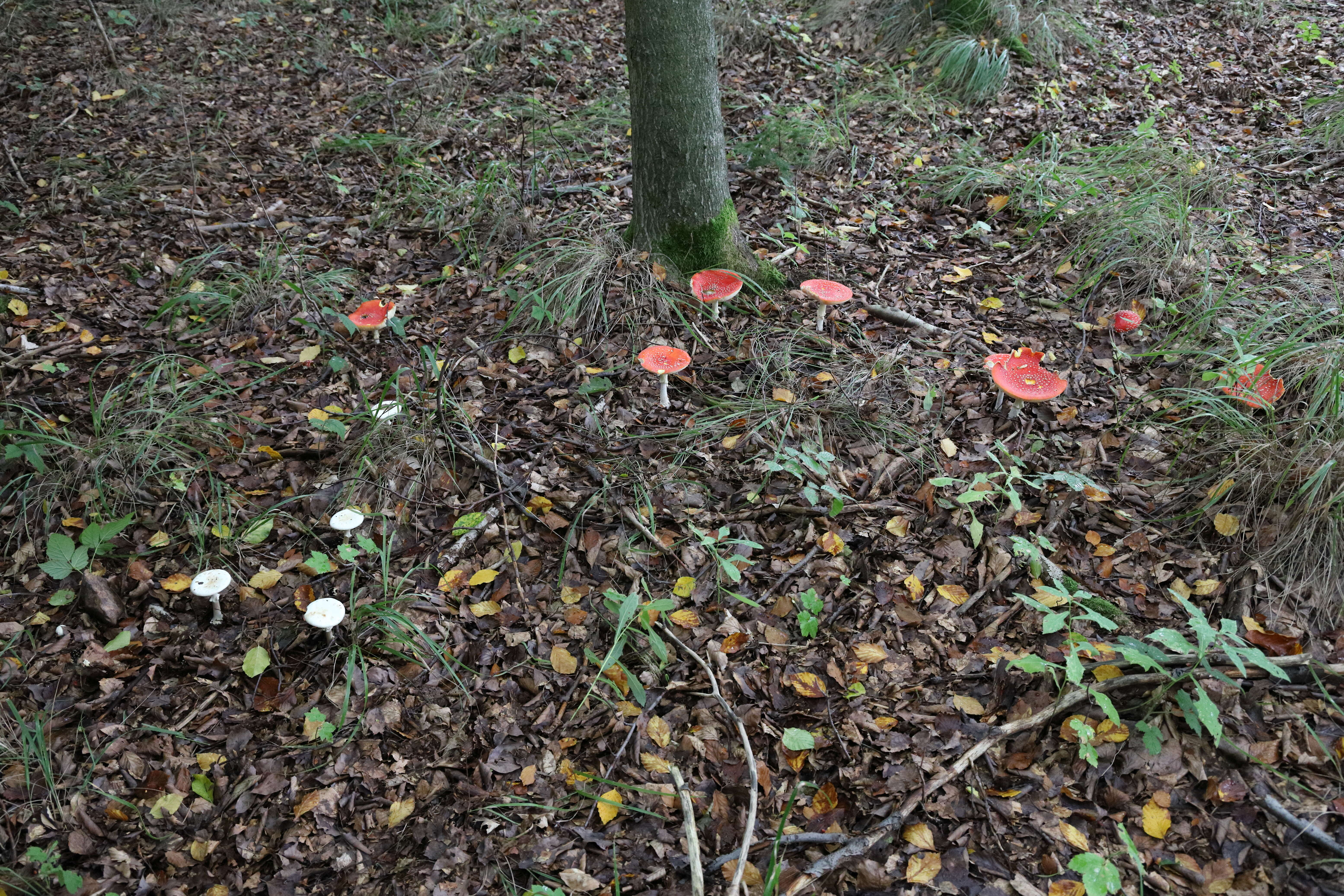 Image of Death cap