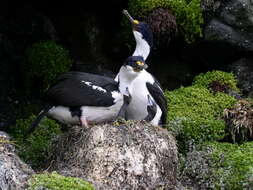 Image of Crozet Shag