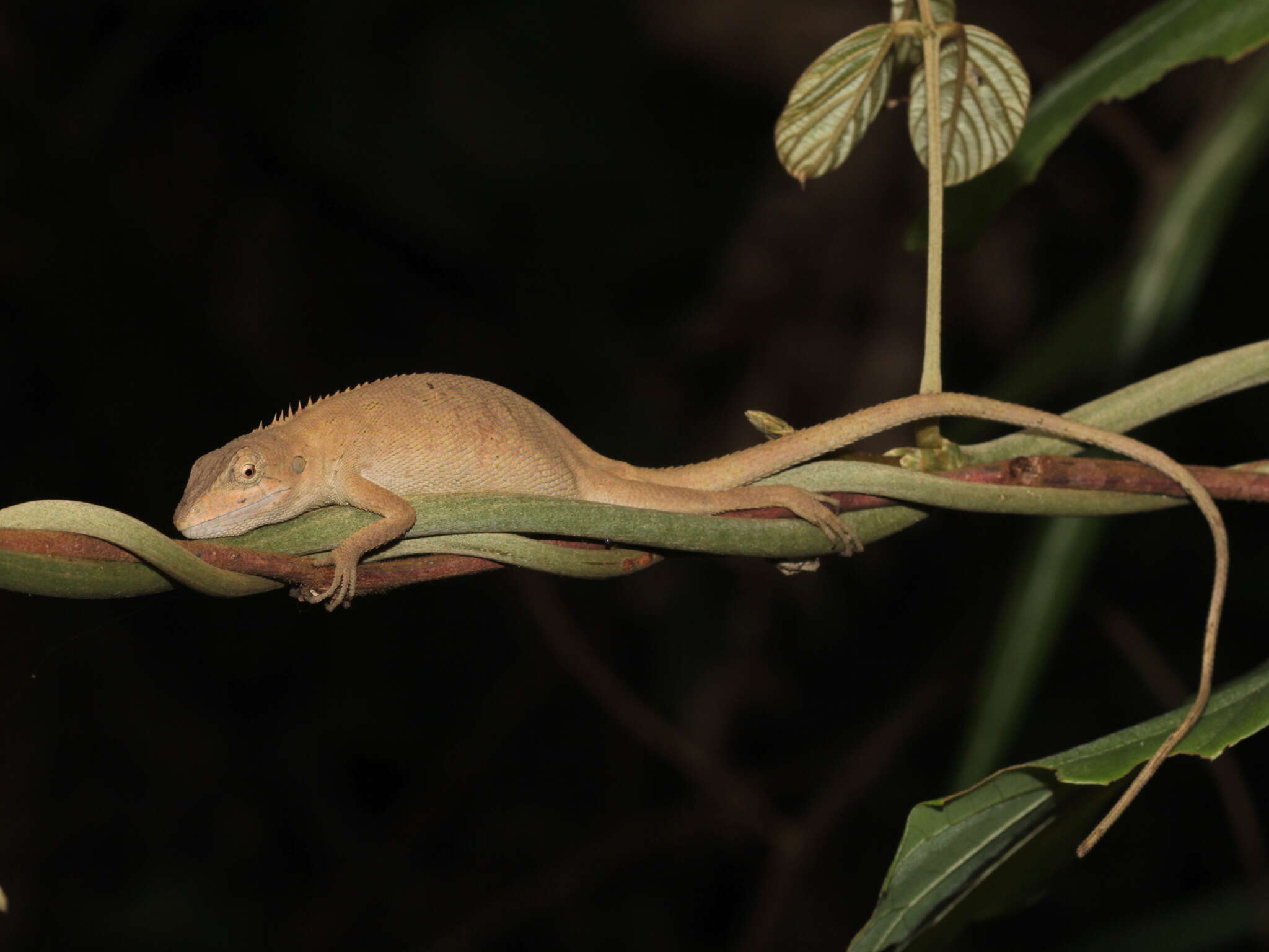 Image of Burmese False Bloodsucker