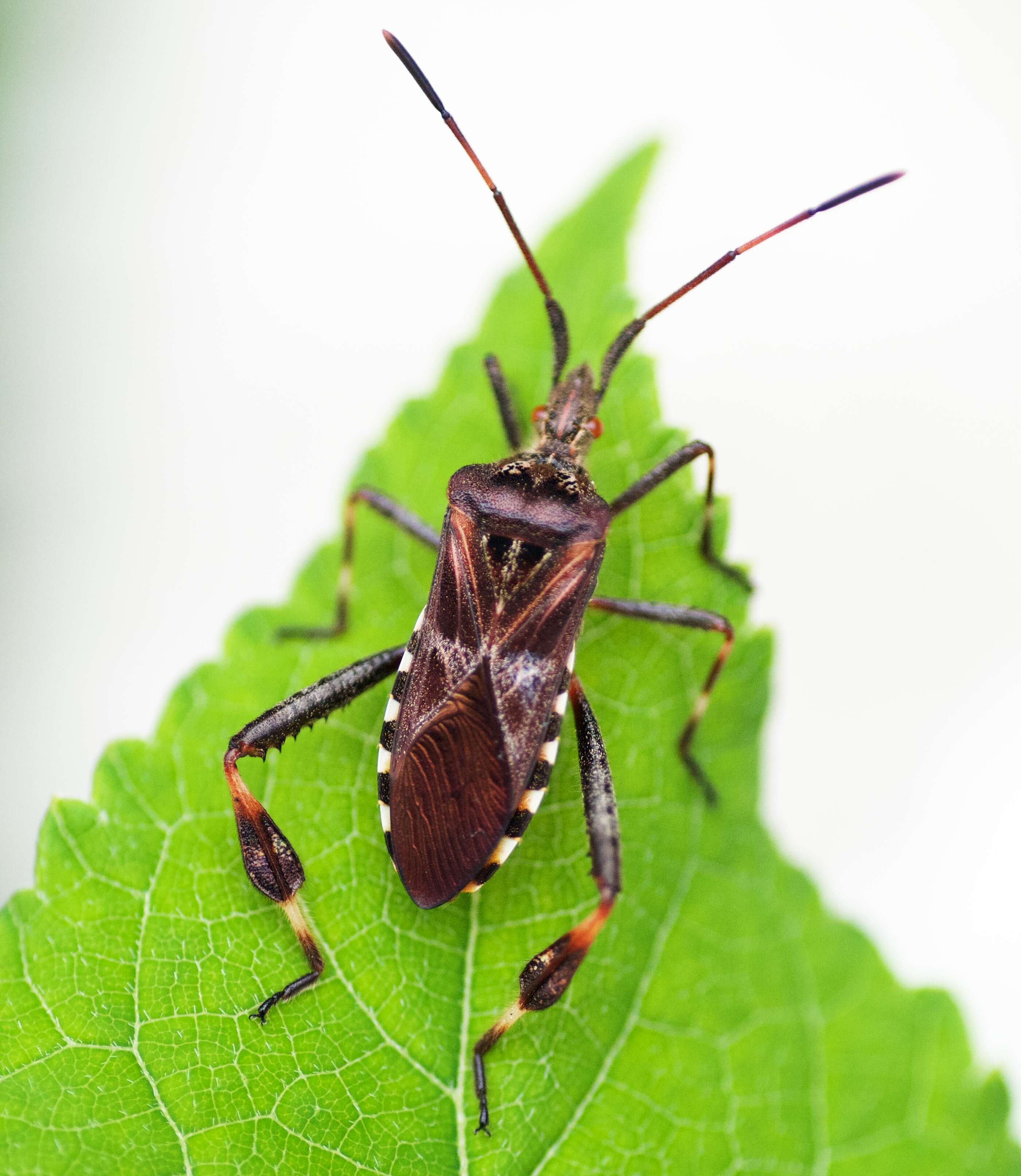 Image of Pine Seed Bug