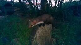 Image of Beech Marten