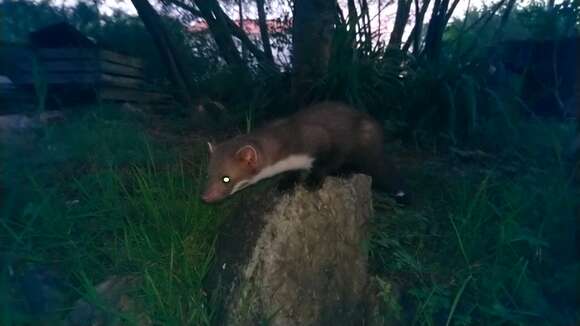 Image of Beech Marten