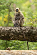 صورة Semnopithecus hypoleucos