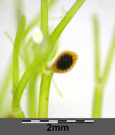 Image of Stonewort