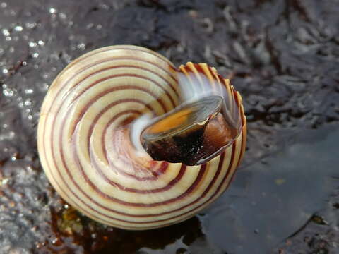 Image of Blue Top Snail