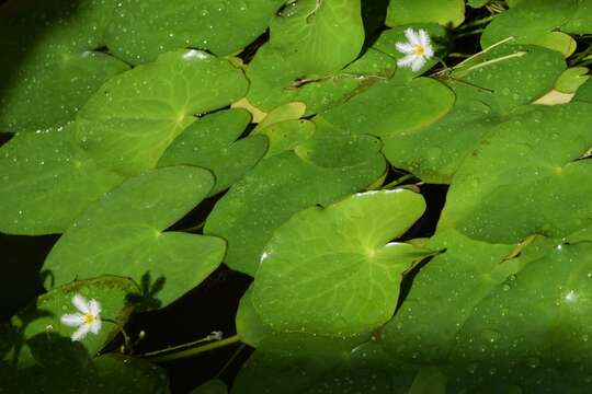 Image of Water-snowflake