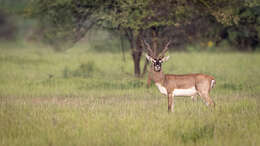 Image of Blackbuck