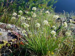 Image of Allium flavescens Besser