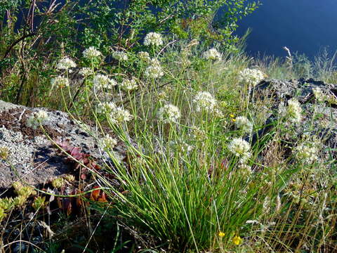 Image of Allium flavescens Besser