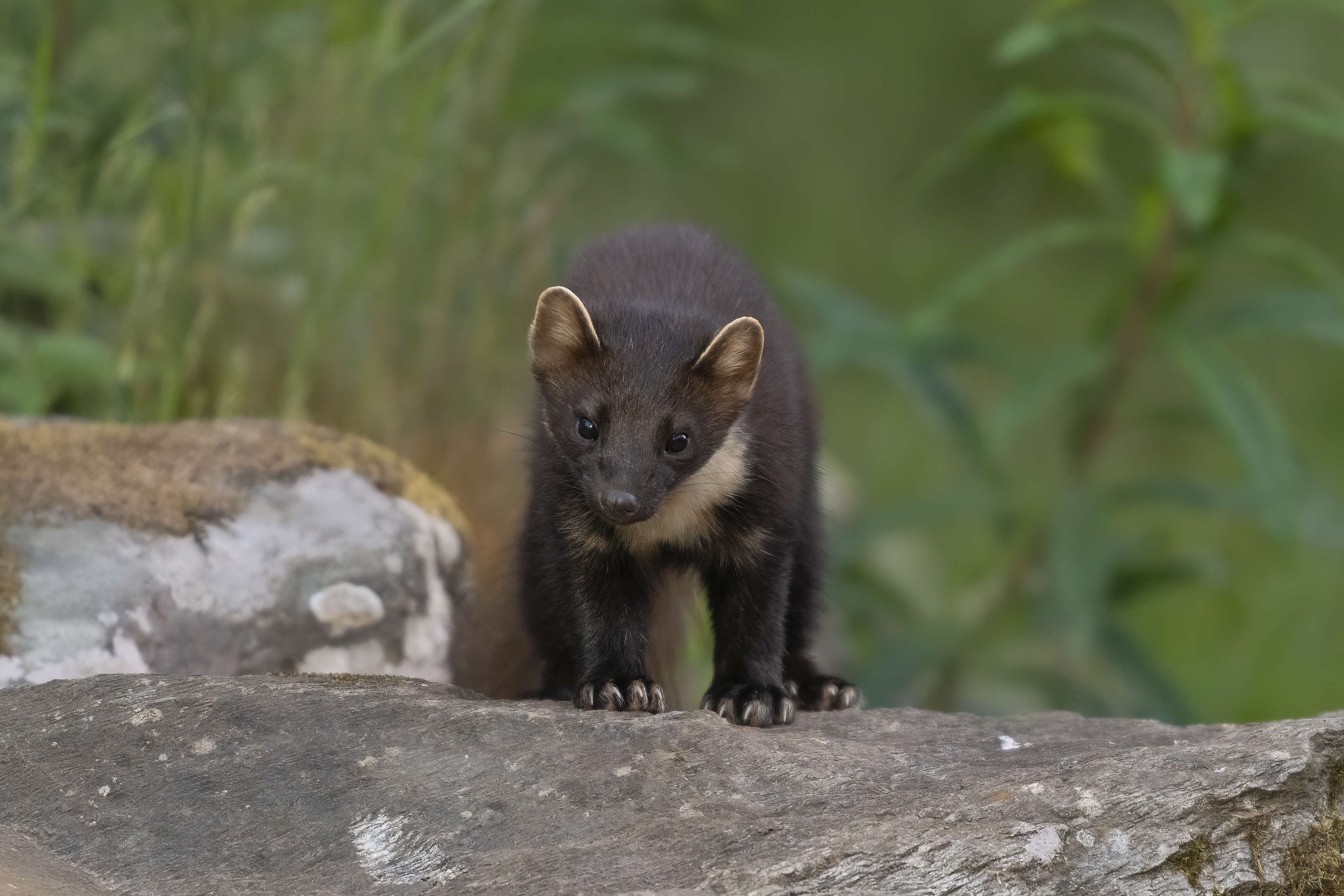 Image of European Pine Marten