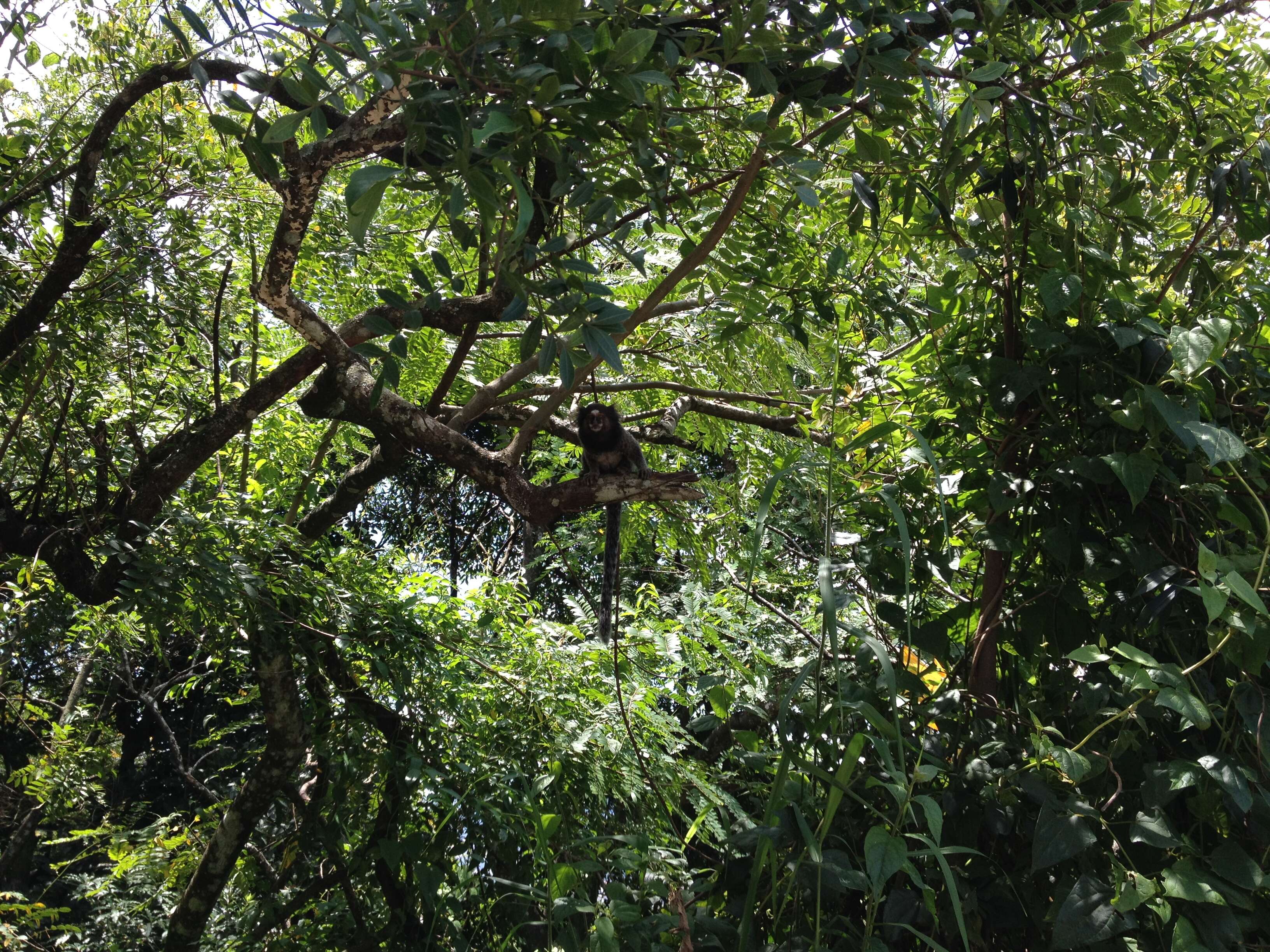 Image of Common Marmoset