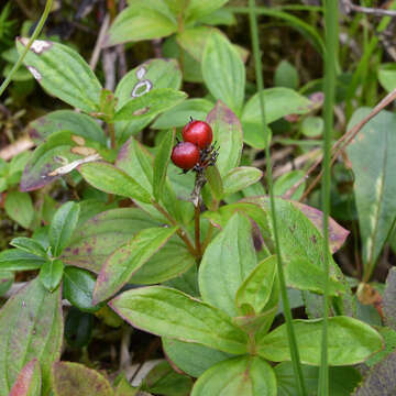 Image of Bunchberry