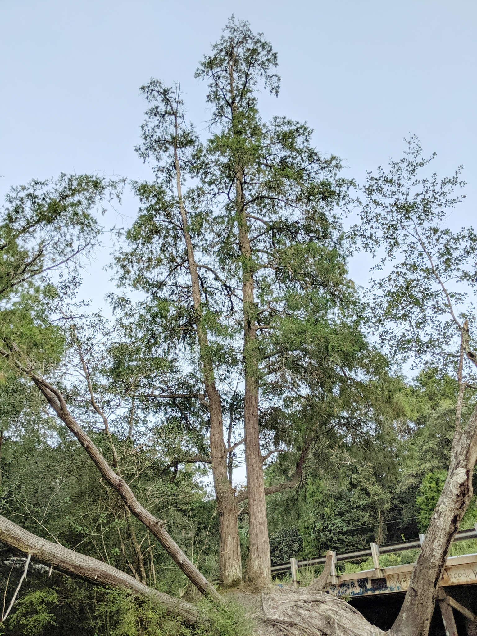 Image of Atlantic White Cedar