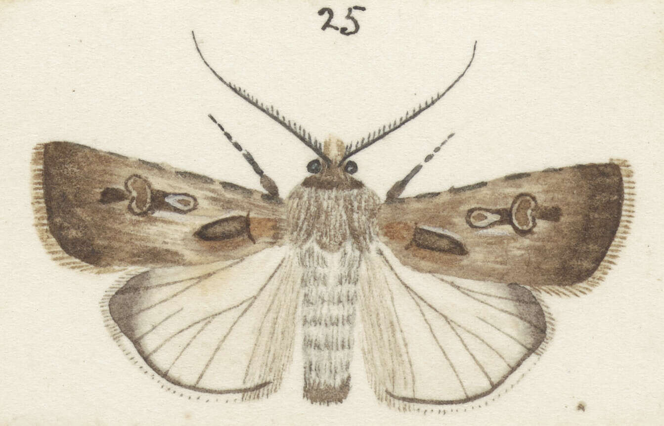 Image of Agrotis radians Guenée 1852