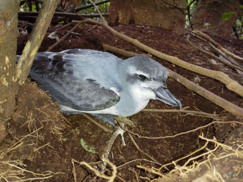 Image of Broad-billed Prion