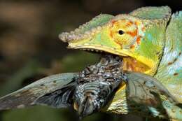 Image of Panther Chameleon