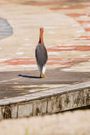 Image of Chinese Pond Heron