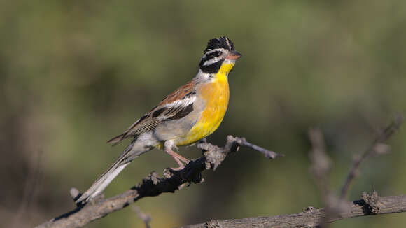 Imagem de Emberiza flaviventris Stephens 1815