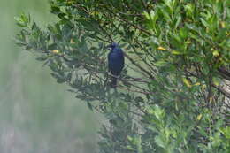 Image of Blue Grosbeak