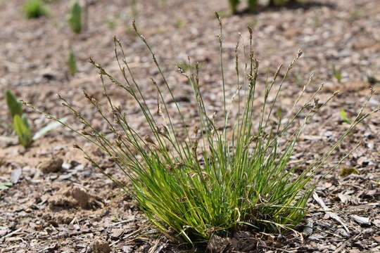 Image of Carex pediformis C. A. Mey.