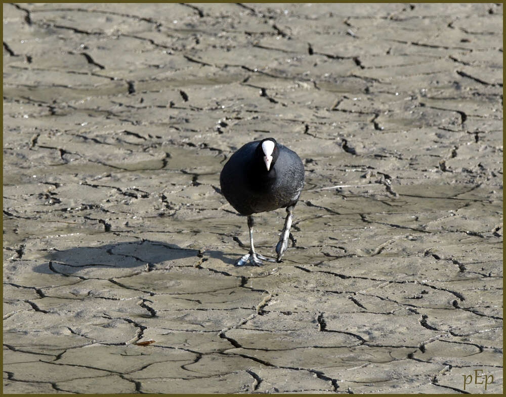 Image of Common Coot