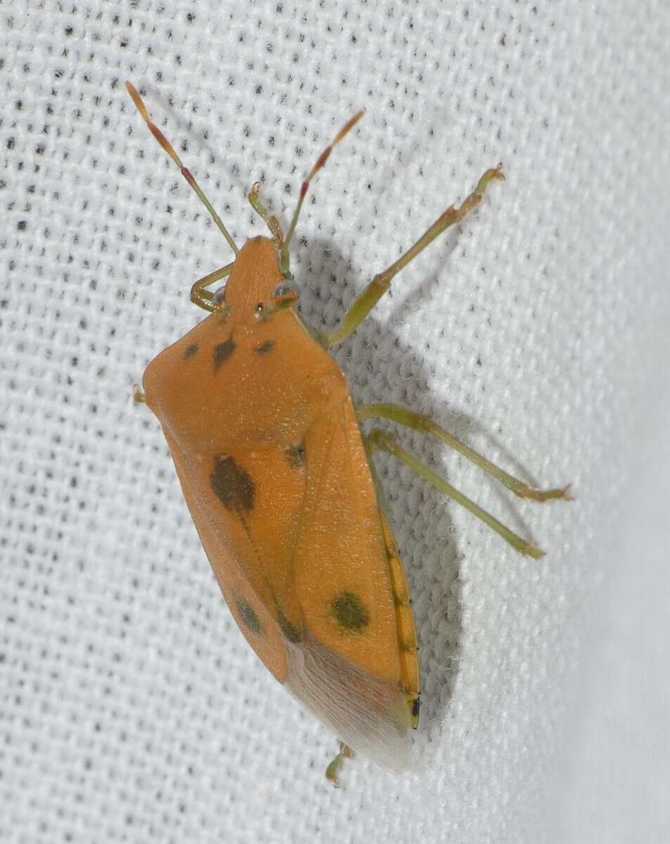 Image of Southern green stink bug