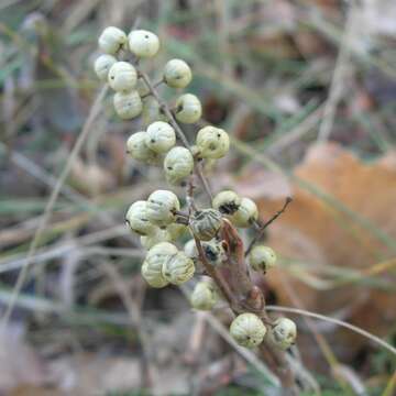 Sivun Toxicodendron rydbergii (Small ex Rydb.) Greene kuva