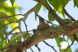 Image of Black-chinned Hummingbird
