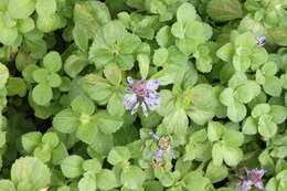 Image de Plectranthus verticillatus (L. fil.) Druce