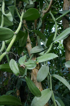 Image of Vanilla imperialis Kraenzl.