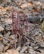 Image of Spring coralroot