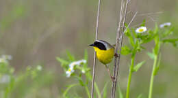 Geothlypis trichas (Linnaeus 1766) resmi