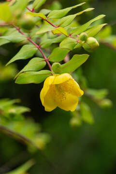 Image of Hypericum