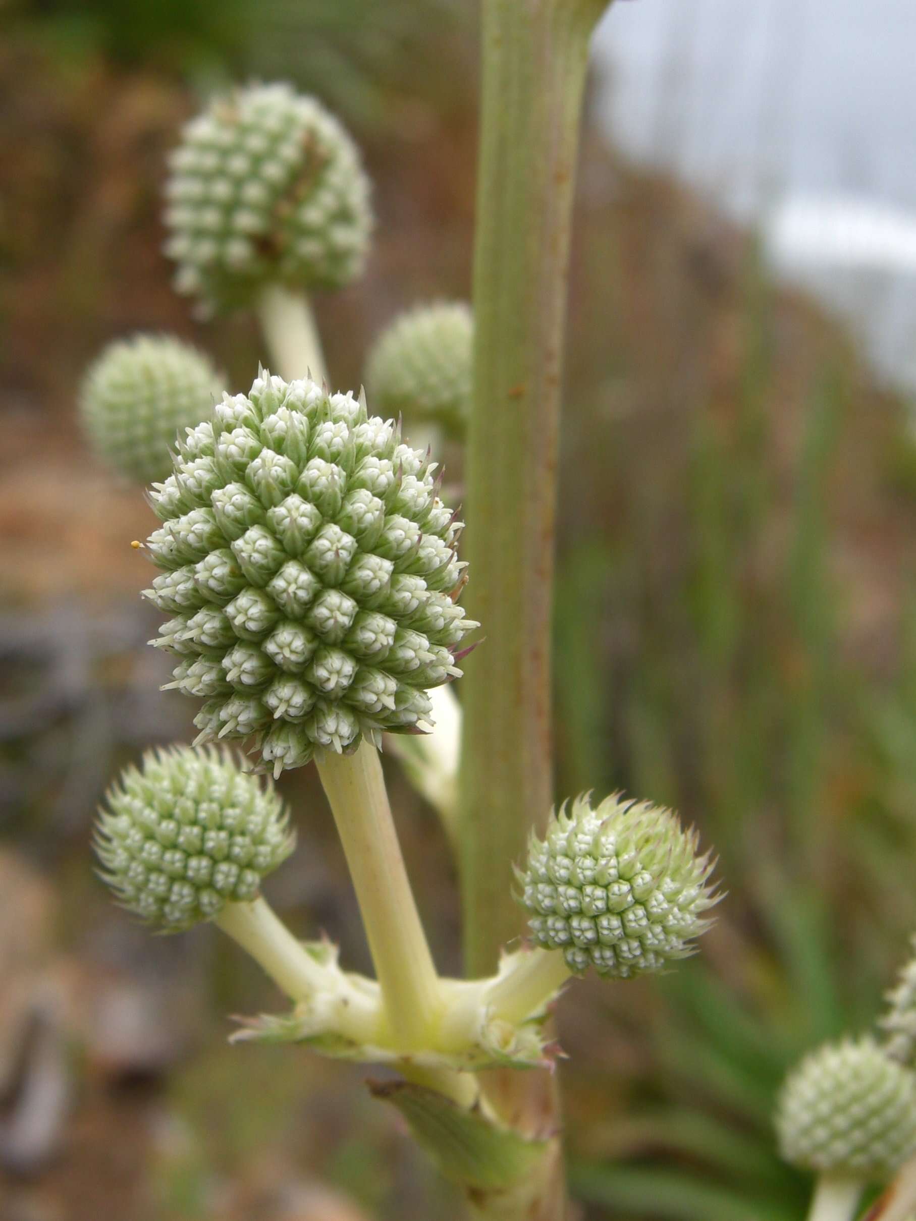 Imagem de Eryngium humboldtii Delar.