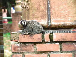 Image of Common Marmoset