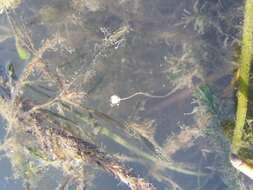 Image of western waterweed