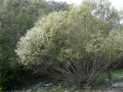 Image of Salix eleagnos